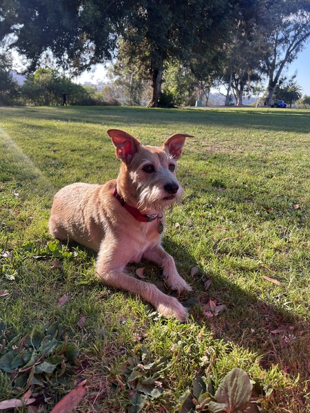 Entry image for Louie. Clicking this image will show a larger photo