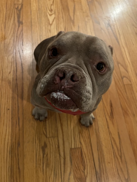 Entry image for Boogie. Clicking this image will show a larger photo