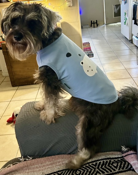 Entry image for Barney. Clicking this image will show a larger photo