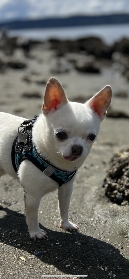 Entry image for Pickle. Clicking this image will show a larger photo