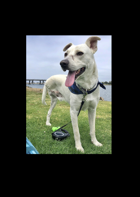 Entry image for Trooper the Tripod . Clicking this image will show a larger photo