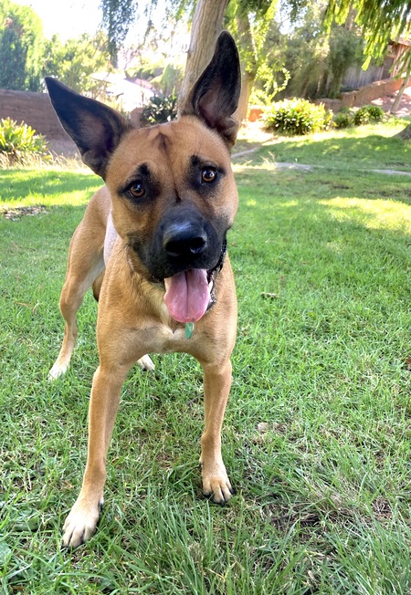 Entry image for LAYLA . Clicking this image will show a larger photo