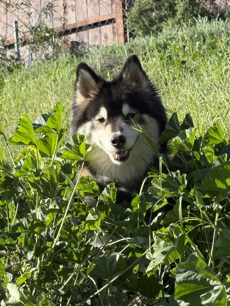 Entry image for Rocket. Clicking this image will show a larger photo