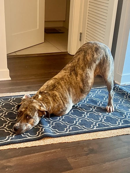 Entry image for Princess. Clicking this image will show a larger photo