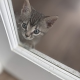 Entry image for Nugget