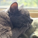 Entry image for Stormy 