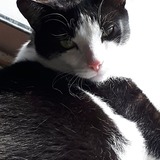 Entry image for Spirit 