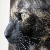 Entry image for Miss Edie