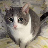 Entry image for Alice