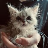 Entry image for Annabella