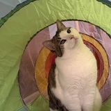 Entry image for Rufus