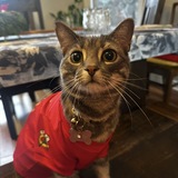 Entry image for Tokyo