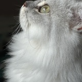 Entry image for Annabella