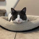 Entry image for Archie