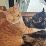 Entry image for Remy and Muffy