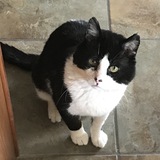 Entry image for Piggy