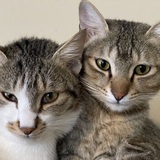 Entry image for Alix and Felix
