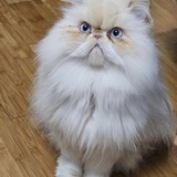 Entry image for Sir Hairy