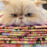 Entry image for Sir Hairy