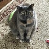 Entry image for Smokey
