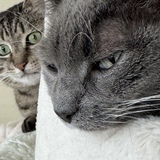 Entry image for Gracie / Mindy (in background)