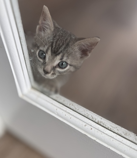 Entry image for Nugget. Clicking this image will show a larger photo