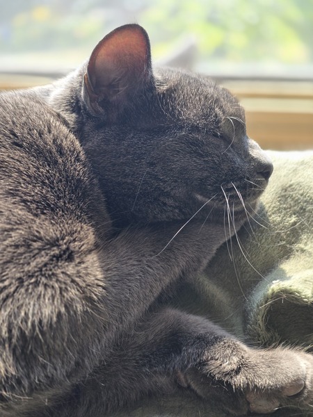 Entry image for Stormy . Clicking this image will show a larger photo