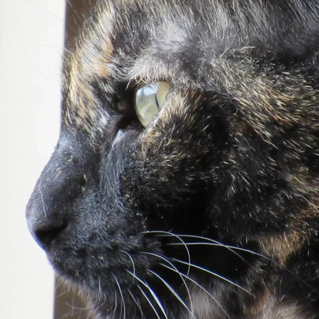 Entry image for Miss Edie. Clicking this image will show a larger photo