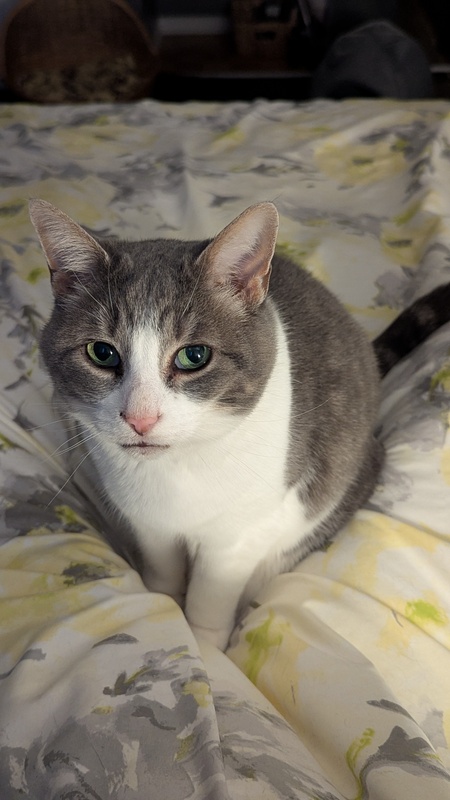 Entry image for Alice. Clicking this image will show a larger photo