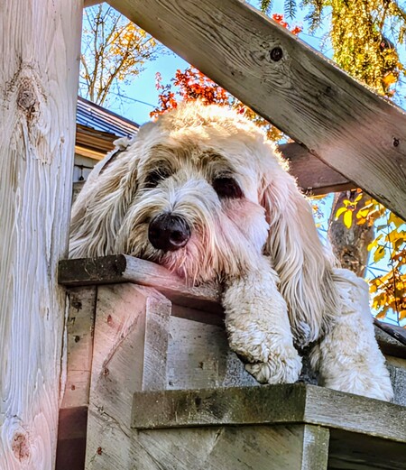 Entry image for Ernie. Clicking this image will show a larger photo