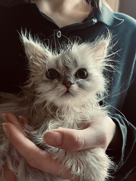 Entry image for Annabella. Clicking this image will show a larger photo