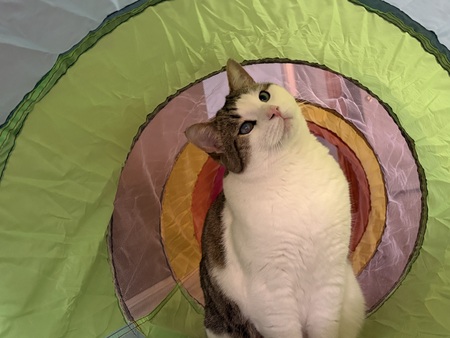 Entry image for Rufus. Clicking this image will show a larger photo