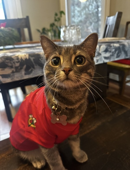 Entry image for Tokyo. Clicking this image will show a larger photo