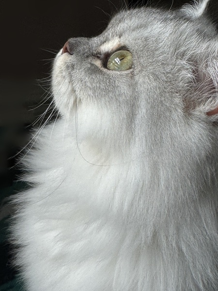 Entry image for Annabella. Clicking this image will show a larger photo