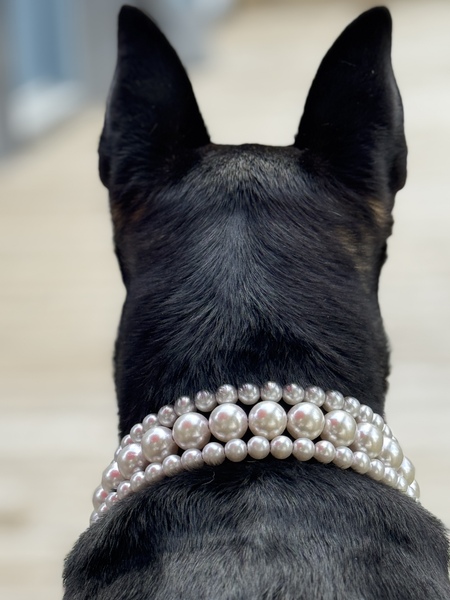 Entry image for Cali. Clicking this image will show a larger photo