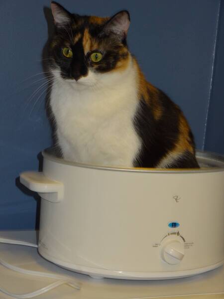 Entry image for Eva. Clicking this image will show a larger photo