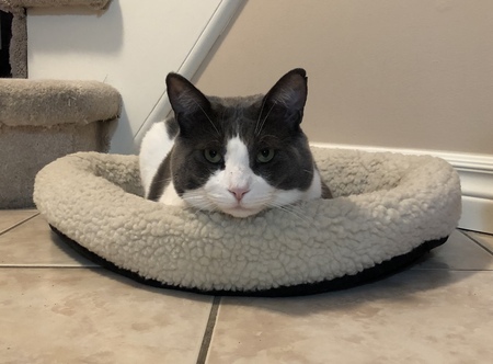 Entry image for Archie. Clicking this image will show a larger photo