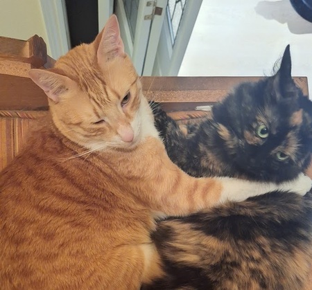 Entry image for Remy and Muffy. Clicking this image will show a larger photo