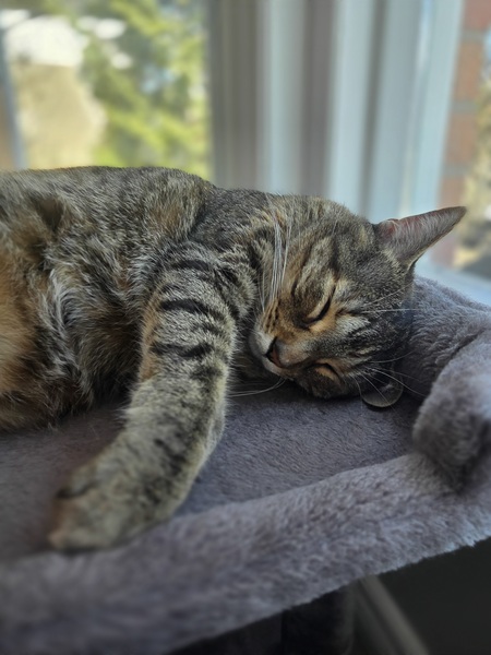 Entry image for Caramel. Clicking this image will show a larger photo