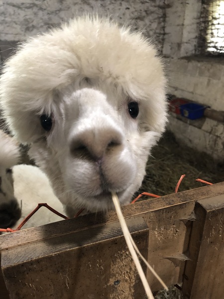 Entry image for Cutie-Pie. Clicking this image will show a larger photo