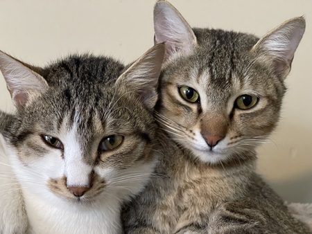 Entry image for Alix and Felix. Clicking this image will show a larger photo