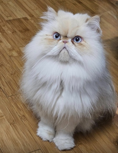 Entry image for Sir Hairy. Clicking this image will show a larger photo