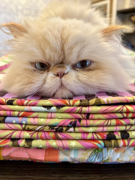 Entry image for Sir Hairy. Clicking this image will show a larger photo