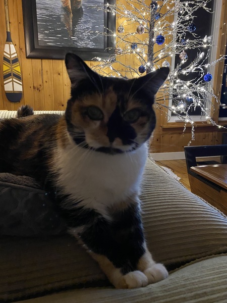 Entry image for Smudge. Clicking this image will show a larger photo