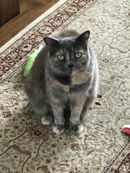 Entry image for Smokey. Clicking this image will show a larger photo
