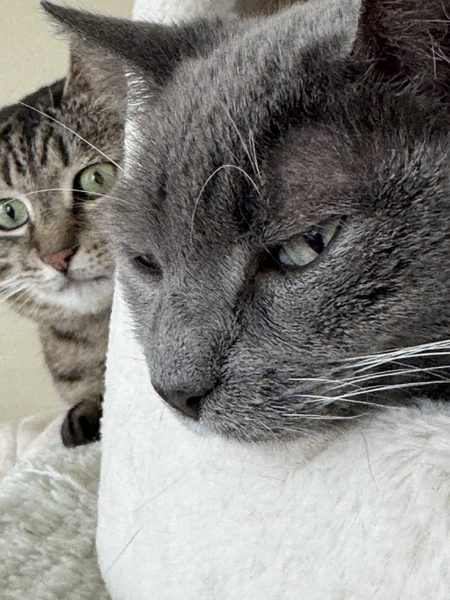 Entry image for Gracie / Mindy (in background). Clicking this image will show a larger photo