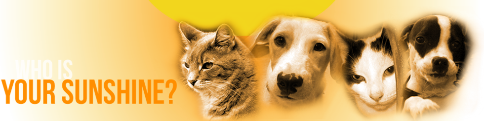 Banner for Who is your Sunshine?