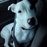 Entry image for Zeus