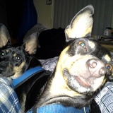 Entry image for gizmo and nacho