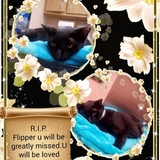Entry image for flipper